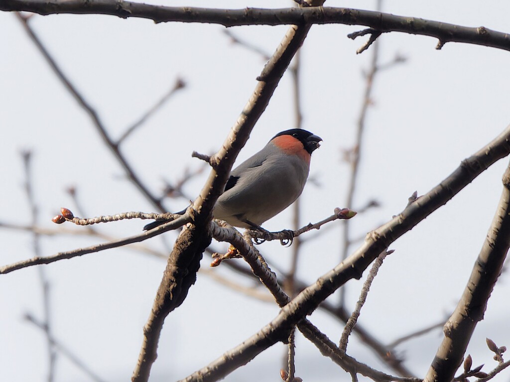 こちらも念願のウソさんが撮れました。