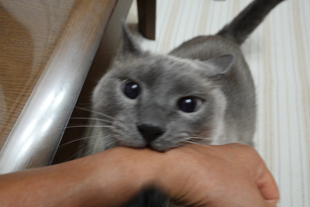 ナデナデしてるのに噛んできます。結構痛いです。