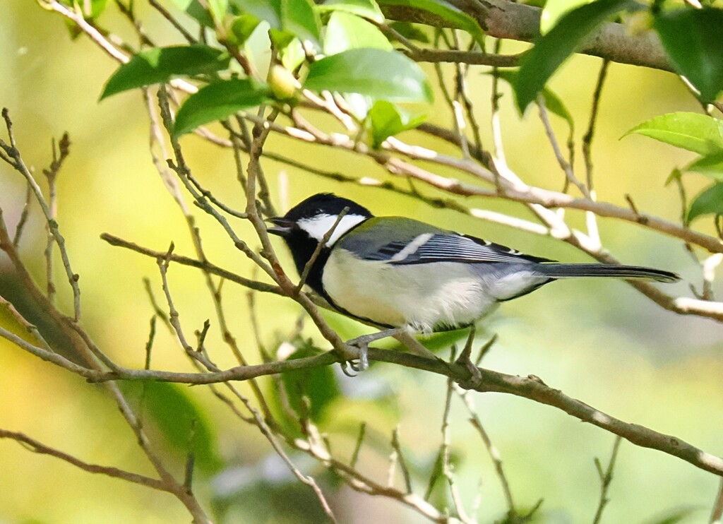 昭和記念公園のシジュウカラさん