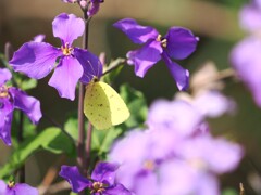 紫色のお花にモンキチョウさんが蜜を吸いに来た