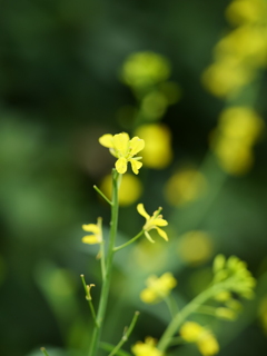 自宅近所散歩　　菜の花　　スナップ写真