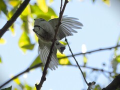 エナガちゃんの飛翔