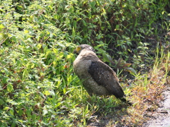 石垣島で見つけたカンムリワシが獲物を探しています。