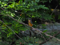 幼鳥カワチャン