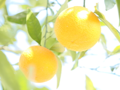 ビタミンカラーの夏みかん