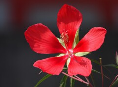 ハイビスカス程豪華では無いですがモミジアオイさんです。