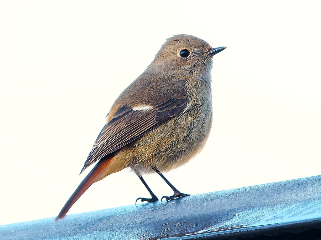 今日は、寒いわね。って言っているよう。　高遠朝散歩より。