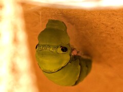 アゲハの幼虫さん、蛹になろうとしています。