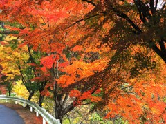 見事な色　伊那のオフ会にて