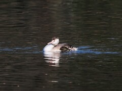 リラックスした余裕の泳ぎなカンムリカイツブリさん