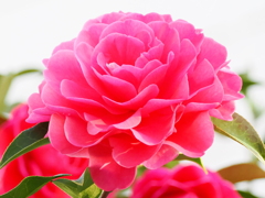 ご近所様の大輪山茶花　見事な山茶花を拝見させていただきました。
