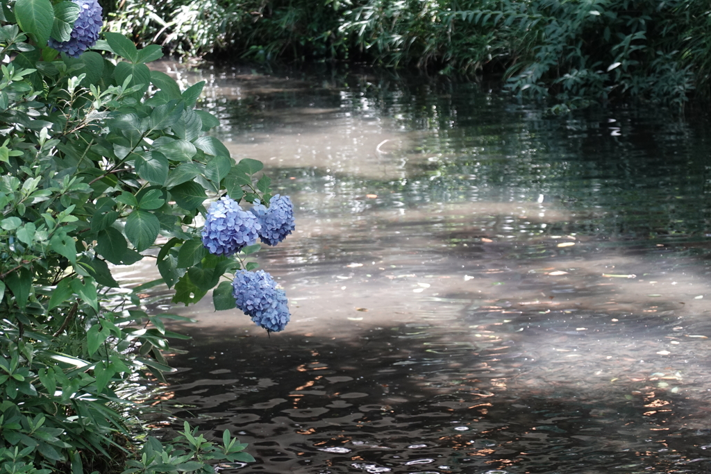 深大寺の池にうなだれる紫陽花