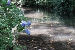深大寺の池にうなだれる紫陽花