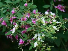 秋の花ことばにふさわしいしんみりとした内気なお花です。