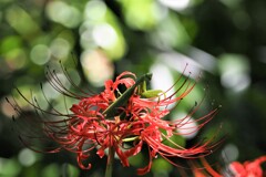 彼岸花とカマキリさん