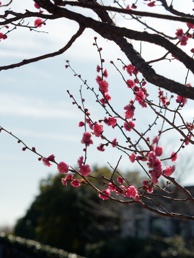 横濱気象予報台の梅の花