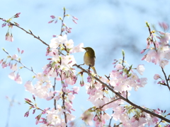 新宿御苑の桜　Ⅱ