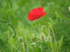 赤いケシの花