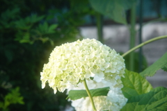 やわらかい西日に照らされて