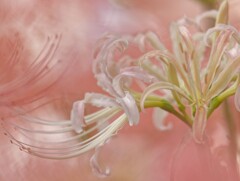 幻想的なまんじゅさげ