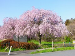 ピンクが綺麗な枝垂れ桜