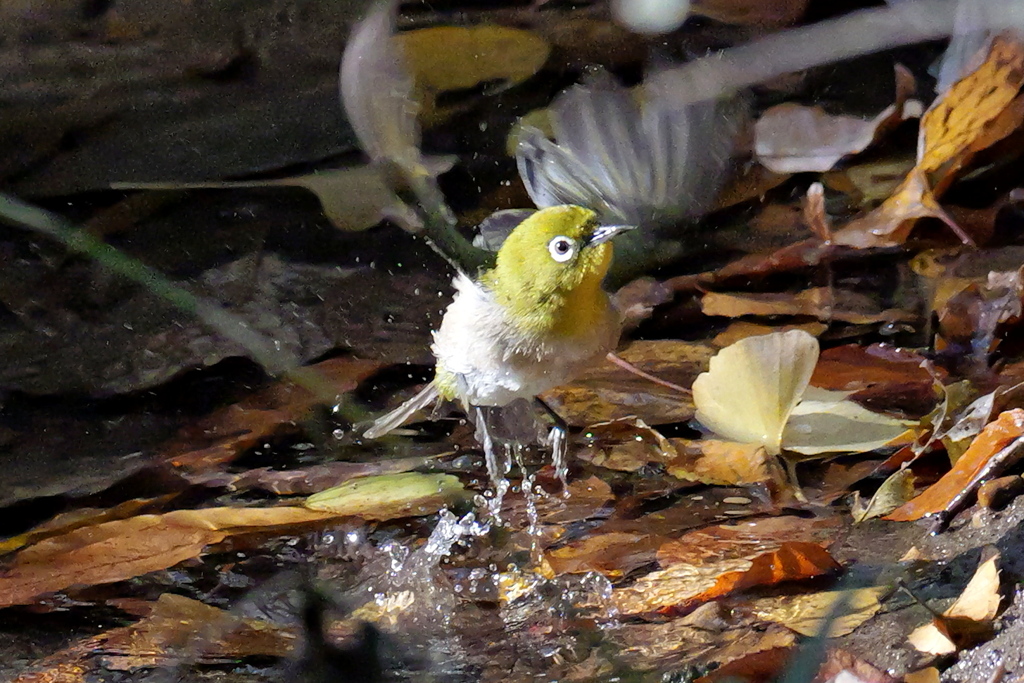 ぴょーん、見たか～メジロの離水！！　離水ってカワチャンが良くやってるね。
