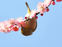 逆立ちしても欲しい美味しい蜜