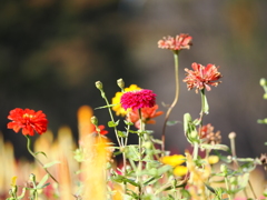 秋の花々