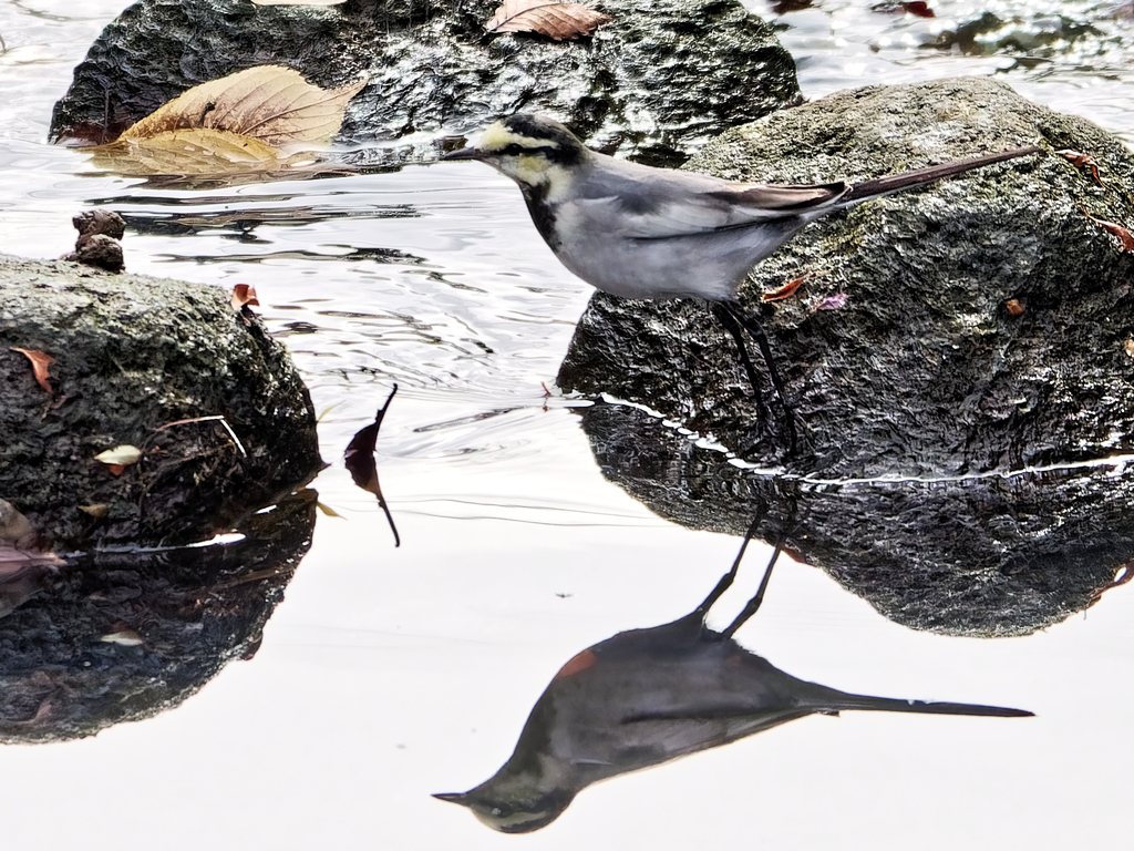 キセキレイさんそんな体制しているとポチャと転びますよ～