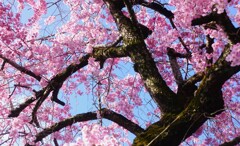 桃の花のような桜