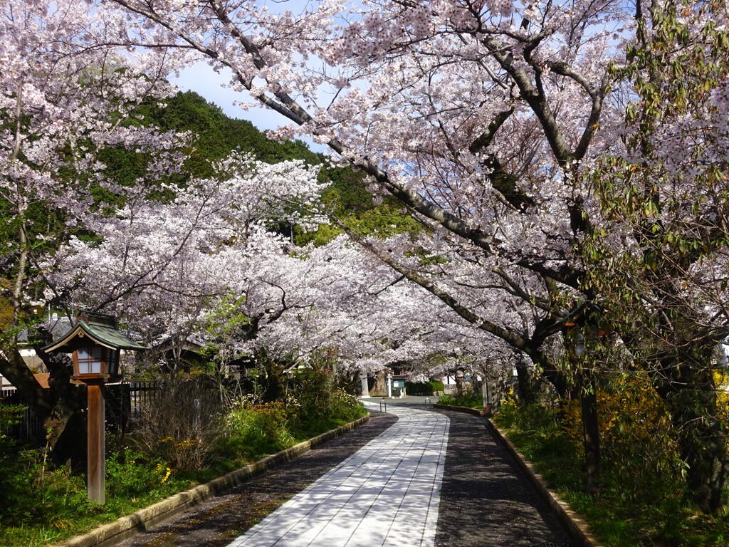 高麗神社の参道Ⅱ