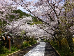 高麗神社の参道Ⅱ