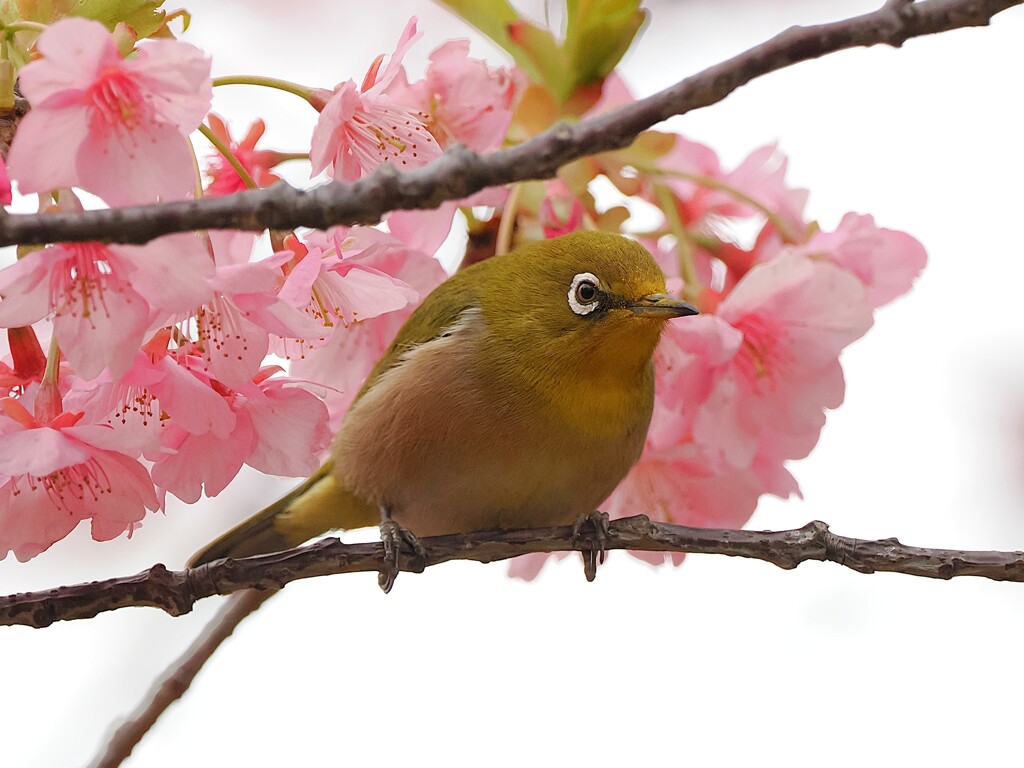 サクジロウ