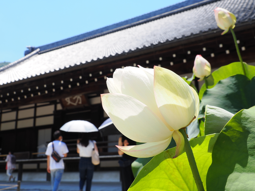 天龍寺の白い蓮