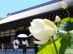 天龍寺の白い蓮