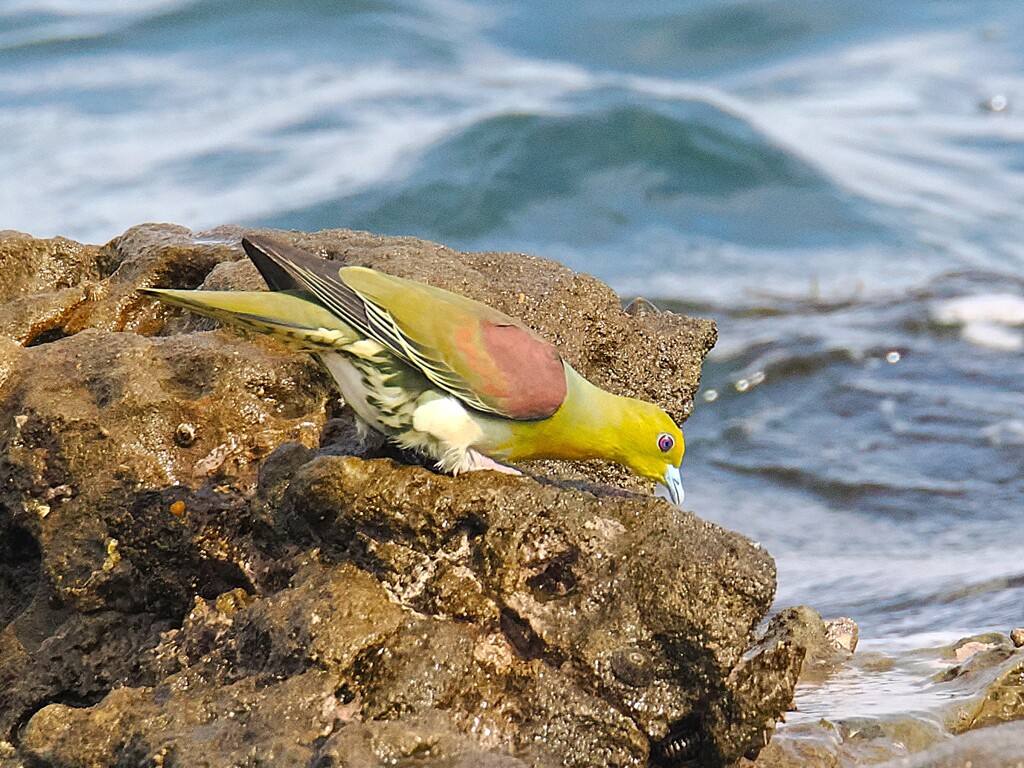 海水を飲む いそべぇ（アオバト）