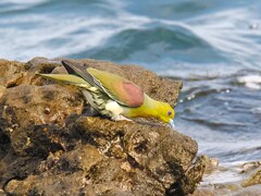 海水を飲む いそべぇ（アオバト）