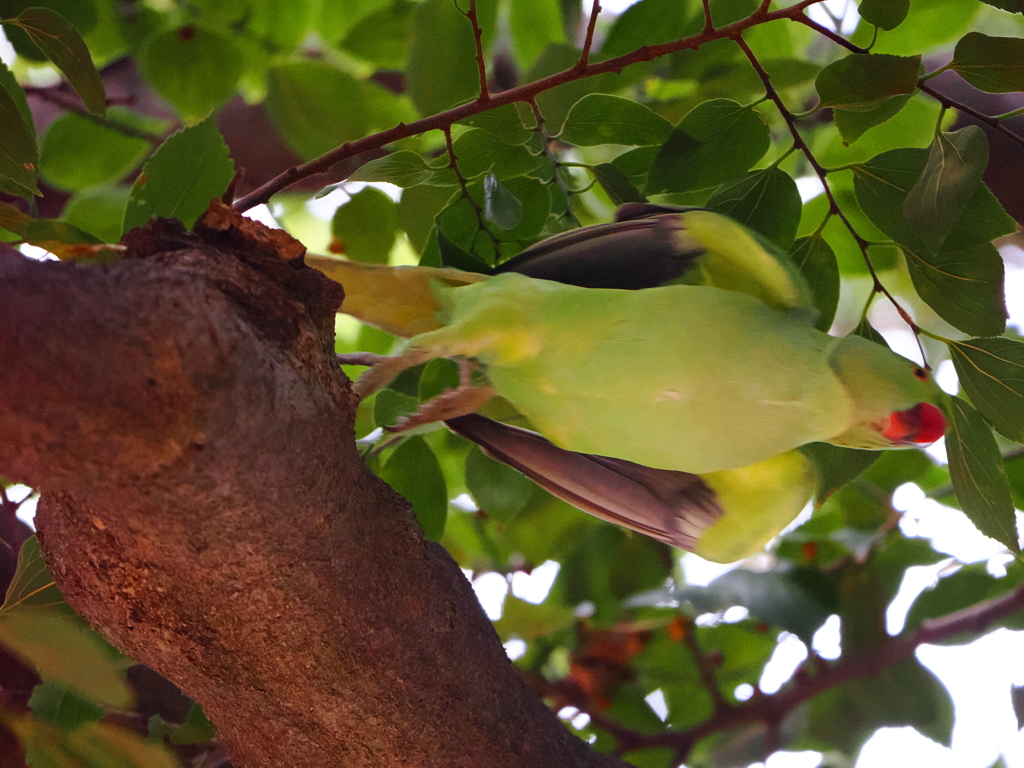 バイバイ(^^)/~~~　　　ワカケホンセイインコの物語Ⅰー4