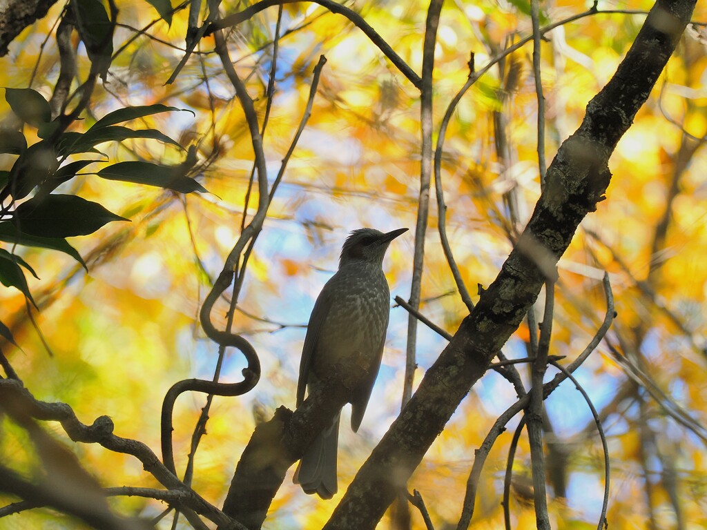 今日は暖かだったから、ヒヨちゃんもほっそり