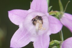 僕ずっと此処にいたい  　　かわいいアブサンがこの花の蜜を吸っていました。