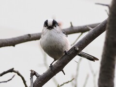 エナガさんのおしゃべり　なんて言っているのかな？