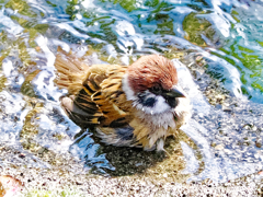 雀ちゃんの水浴び　チャプチャプ ♪  ①