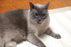 飼い主のあの腕の味が忘れられないぜ！　ウヒヒヒ・・・・　(^▽^;)