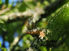 素敵なコゲラさん　　高遠城址公園にて