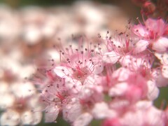 賑やかな可愛いシモツケ　（二子玉川公園より）