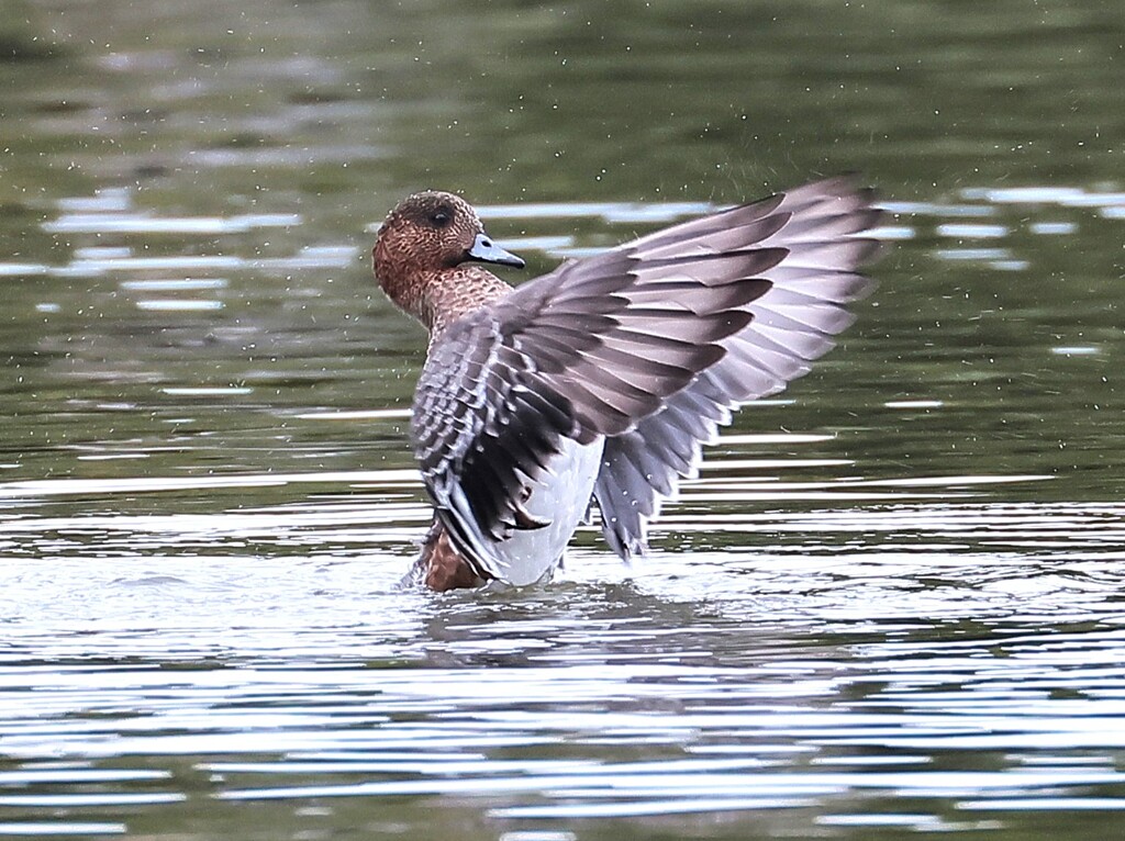 アメリカヒドリちゃん、まるで応援団のよう。ドジャーズを応援しています。
