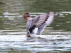 アメリカヒドリちゃん、まるで応援団のよう。ドジャーズを応援しています。