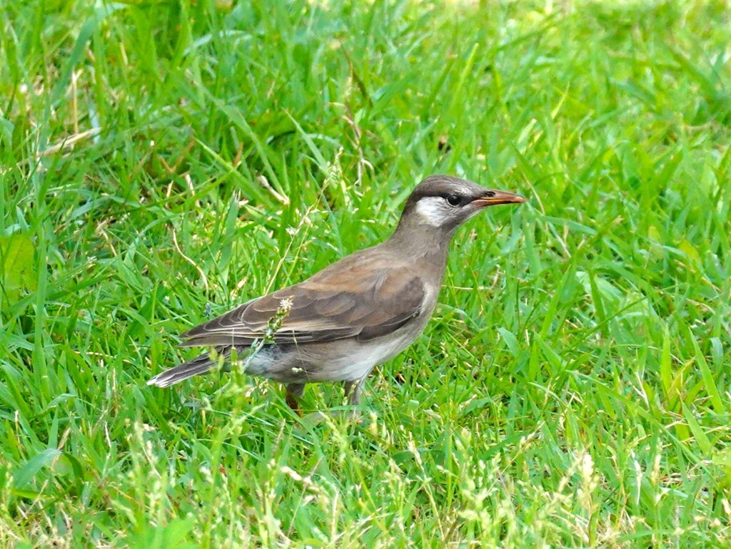 ムクドリ♀