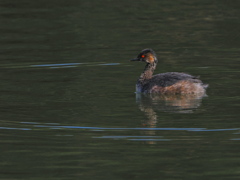 ハジロカイツブリ　昭和記念公園