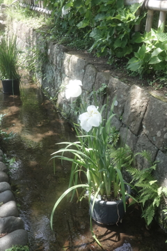 花菖蒲（深大寺）